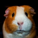 I'm not really a guinea pig, but Cupcake is so much more photogenic than me Avatar image of me